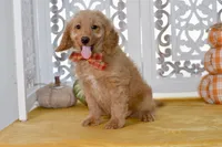 Jayce, a male Miniature Goldendoodle for sale in Anderson, MO – 5 of 8