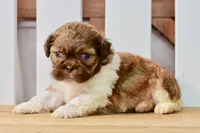 Brett, a male Shih Tzu for sale in Anderson, MO – 5 of 8