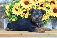 Felix, a male Silky Terrier for sale in Anderson, MO – 8 of 8