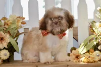 Brett, a male Shih Tzu for sale in Anderson, MO – 4 of 8