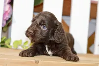 Claire, a female Cockapoo for sale in Anderson, MO – 3 of 8