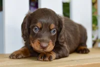 Hendrix, a male Dachshund for sale in Anderson, MO – 2 of 8