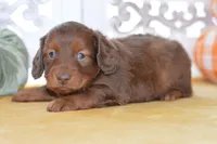 Thor, a male Dachshund for sale in Anderson, MO – 5 of 8