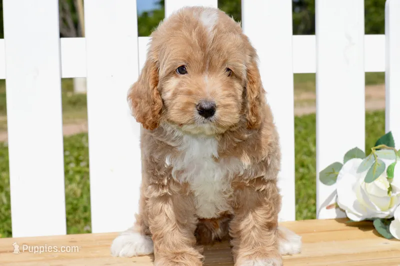 Tim – Cockapoo puppy for sale in Anderson, MO