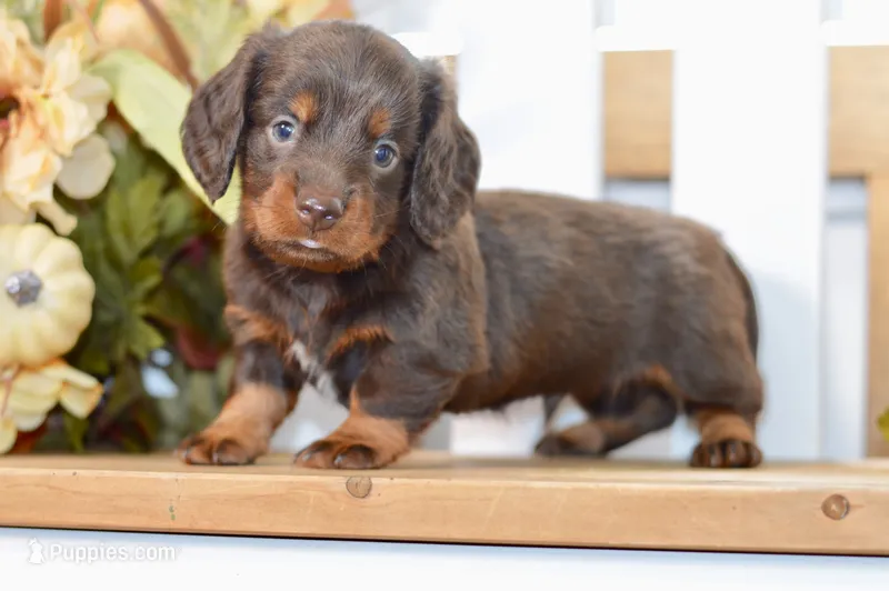 Sam – Miniature Dachshund puppy for sale in Anderson, MO