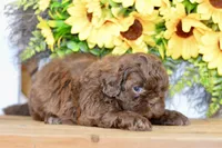Kaycee, a female Shih Tzu for sale in Anderson, MO – 2 of 8
