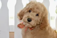 Jake, a male Miniature Goldendoodle for sale in Anderson, MO – 3 of 8