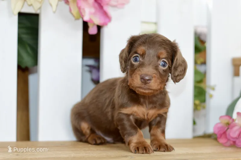 Hart – Dachshund puppy for sale in Anderson, MO