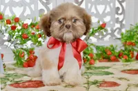 Brett, a male Shih Tzu for sale in Anderson, MO – 2 of 8