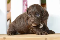 Claudia, a female Cockapoo for sale in Anderson, MO – 1 of 8