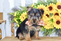 Fern, a female Silky Terrier for sale in Anderson, MO – 2 of 8