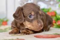 Luna, a female Miniature Dachshund for sale in Anderson, MO – 2 of 8