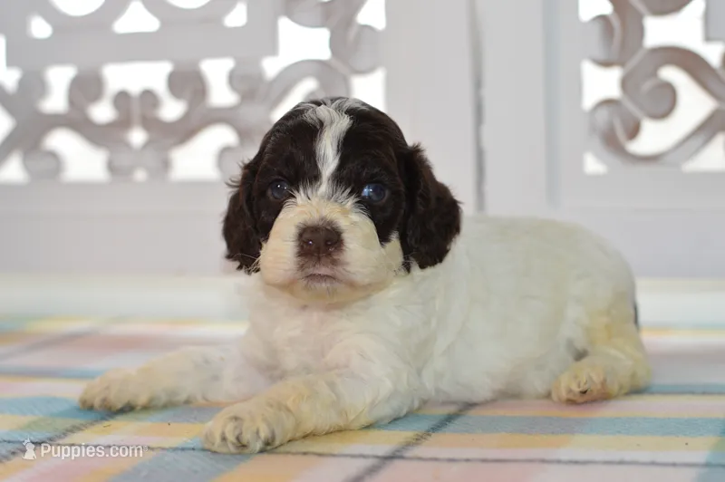 Chase – Cockapoo puppy for sale in Anderson, MO