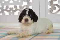 Chase, a male Cockapoo for sale in Anderson, MO – 1 of 8
