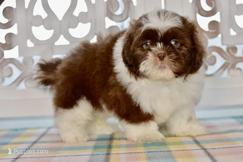 Banks – Shih Tzu puppy for sale in Anderson, MO