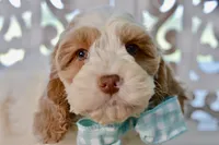 Charles, a male Cockapoo for sale in Anderson, MO – 4 of 8