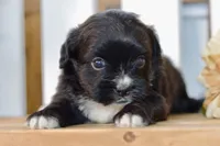 Pearl, a female Shihpoo for sale in Anderson, MO – 1 of 8
