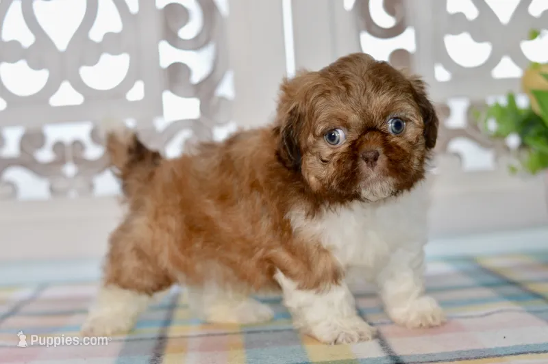Brett – Shih Tzu puppy for sale in Anderson, MO