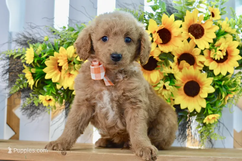 James – Miniature Goldendoodle puppy for sale in Anderson, MO