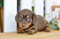 Haylee, a female Dachshund for sale in Anderson, MO – 4 of 8