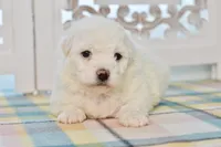 Glenn, a male Bichon Frise for sale in Anderson, MO – 7 of 8