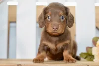 Sierra, a female Miniature Dachshund for sale in Anderson, MO – 3 of 8