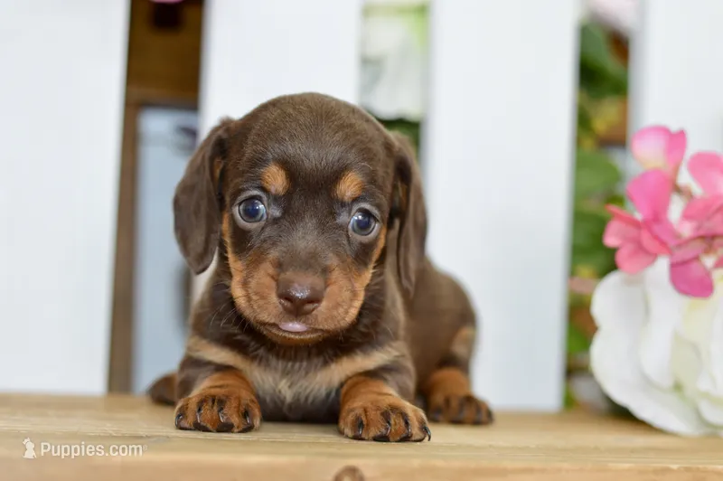 Haylee – Dachshund puppy for sale in Anderson, MO