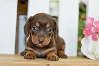 Haylee, a female Dachshund for sale in Anderson, MO – 1 of 8