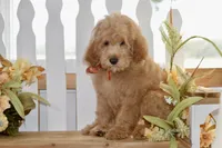 Jake, a male Miniature Goldendoodle for sale in Anderson, MO – 2 of 8