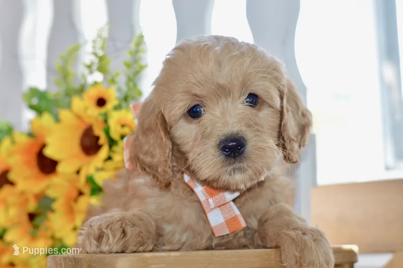Jake – Miniature Goldendoodle puppy for sale in Anderson, MO