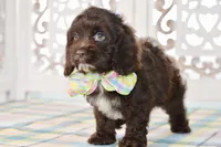 Claudia, a female Cockapoo for sale in Anderson, MO – 5 of 8