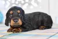 Able, a male Miniature Dachshund for sale in Anderson, MO – Photo 6 of 8