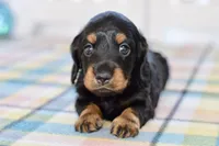 Able, a male Miniature Dachshund for sale in Anderson, MO – Photo 7 of 8