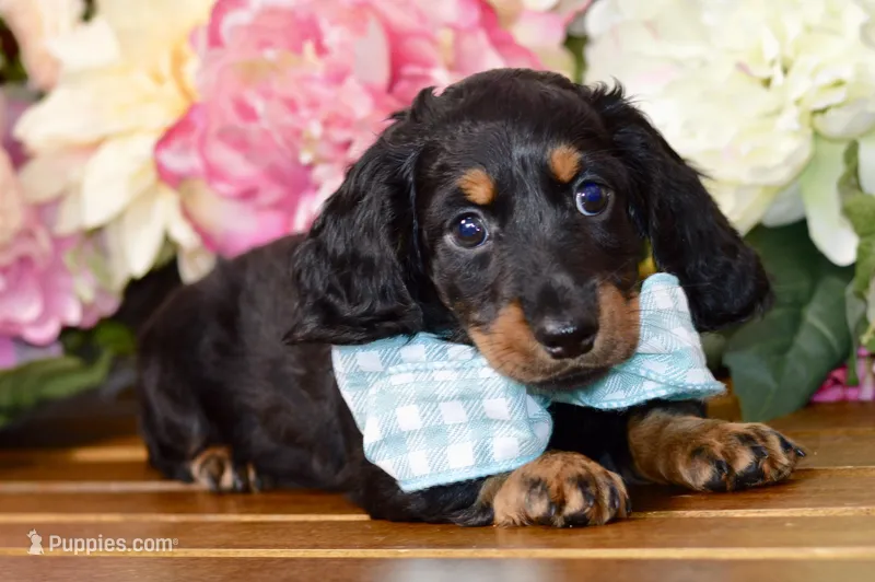 Able – Miniature Dachshund puppy for sale in Anderson, MO
