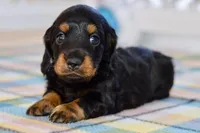 Able, a male Miniature Dachshund for sale in Anderson, MO – Photo 5 of 8