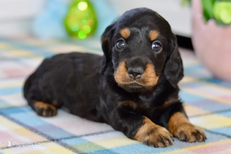 Able – Miniature Dachshund puppy for sale in Anderson, MO