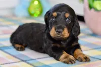 Able, a male Miniature Dachshund for sale in Anderson, MO – Photo 1 of 8