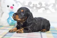 Able, a male Miniature Dachshund for sale in Anderson, MO – Photo 8 of 8