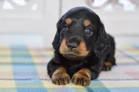 Able, a male Miniature Dachshund for sale in Anderson, MO – Photo 2 of 8