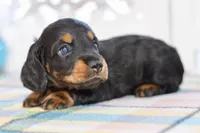Able, a male Miniature Dachshund for sale in Anderson, MO – Photo 4 of 8