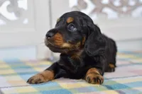 Able, a male Miniature Dachshund for sale in Anderson, MO – Photo 3 of 8