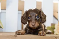 Claudine, a female Miniature Dachshund for sale in Anderson, MO – 7 of 8