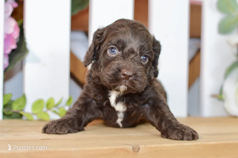 Claire – Cockapoo puppy for sale in Anderson, MO