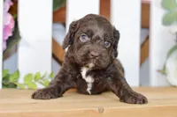 Claire, a female Cockapoo for sale in Anderson, MO – 1 of 8