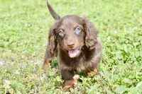 Osborn, a male Miniature Dachshund for sale in Anderson, MO – 2 of 8