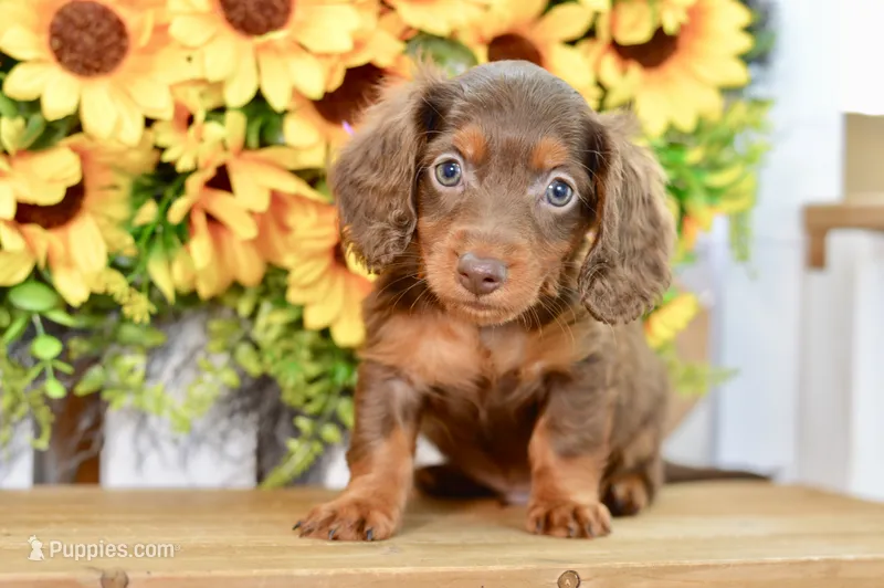 Hart – Dachshund puppy for sale in Anderson, MO