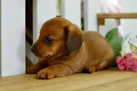 Harris, a male Dachshund for sale in Anderson, MO – 6 of 8