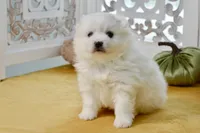 Vance, a male American Eskimo for sale in Anderson, MO – 8 of 8
