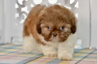 Brett, a male Shih Tzu for sale in Anderson, MO – 3 of 8