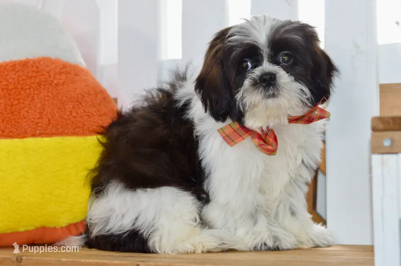 Kiara – Shih Tzu puppy for sale in Anderson, MO
